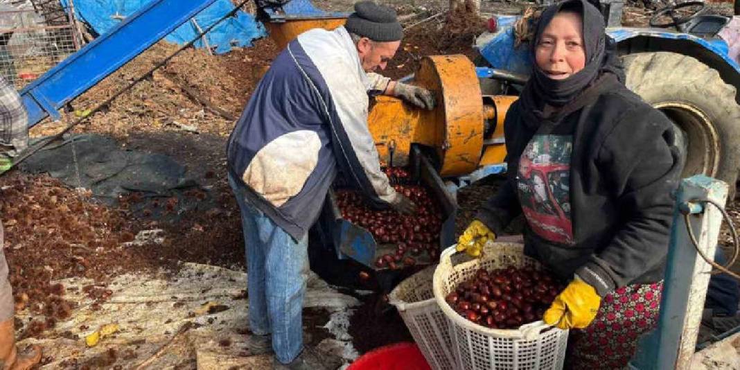 1 ay dinlendi dikenlerinden arındırıldı! Sofra yolculuğu başladı: Alıcılar akın ediyor, ‘Herkes tadına bakmalı’ deniyor 1
